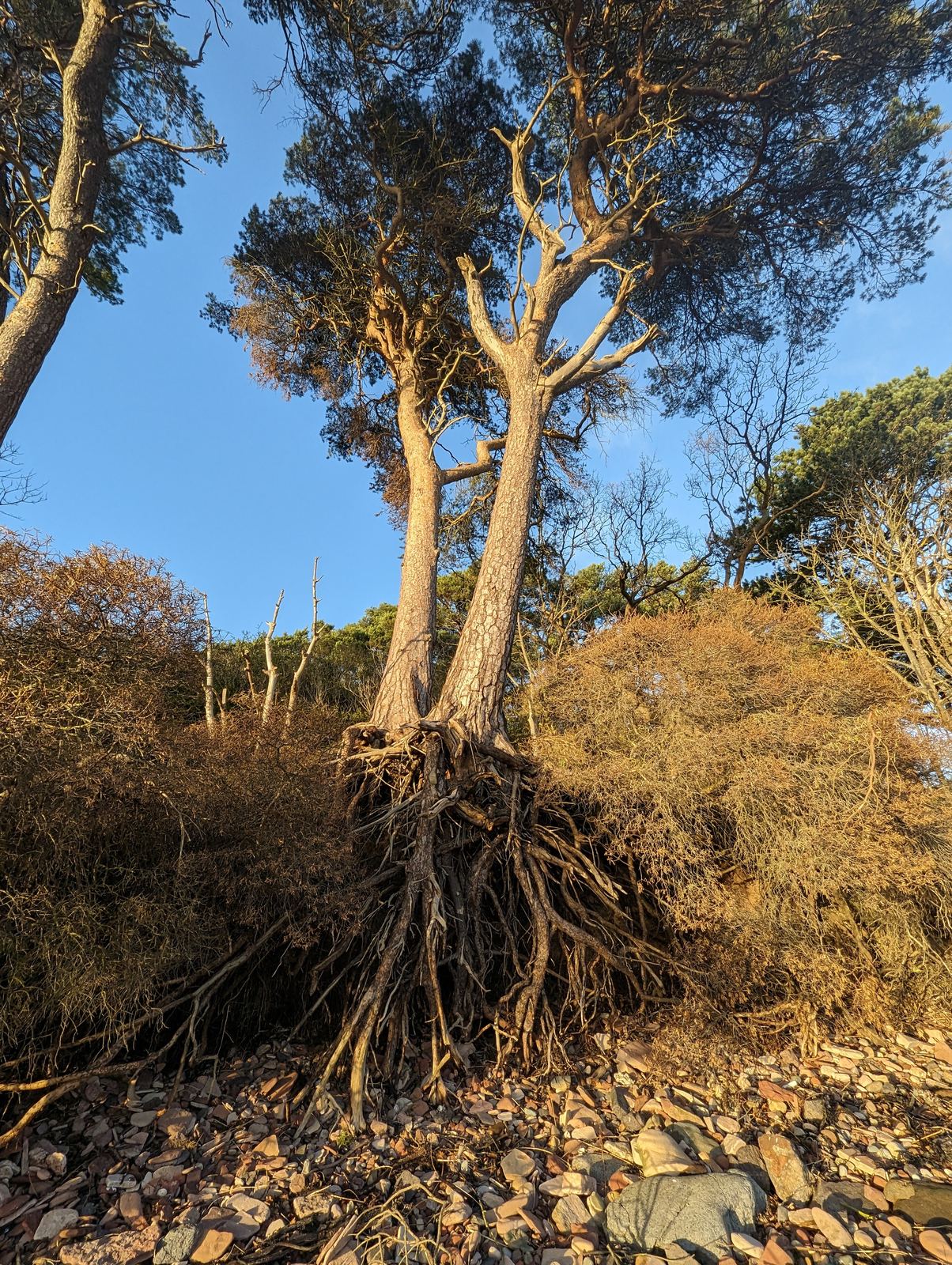A Scots pine with exposed roots above the shore at Tyninghame.