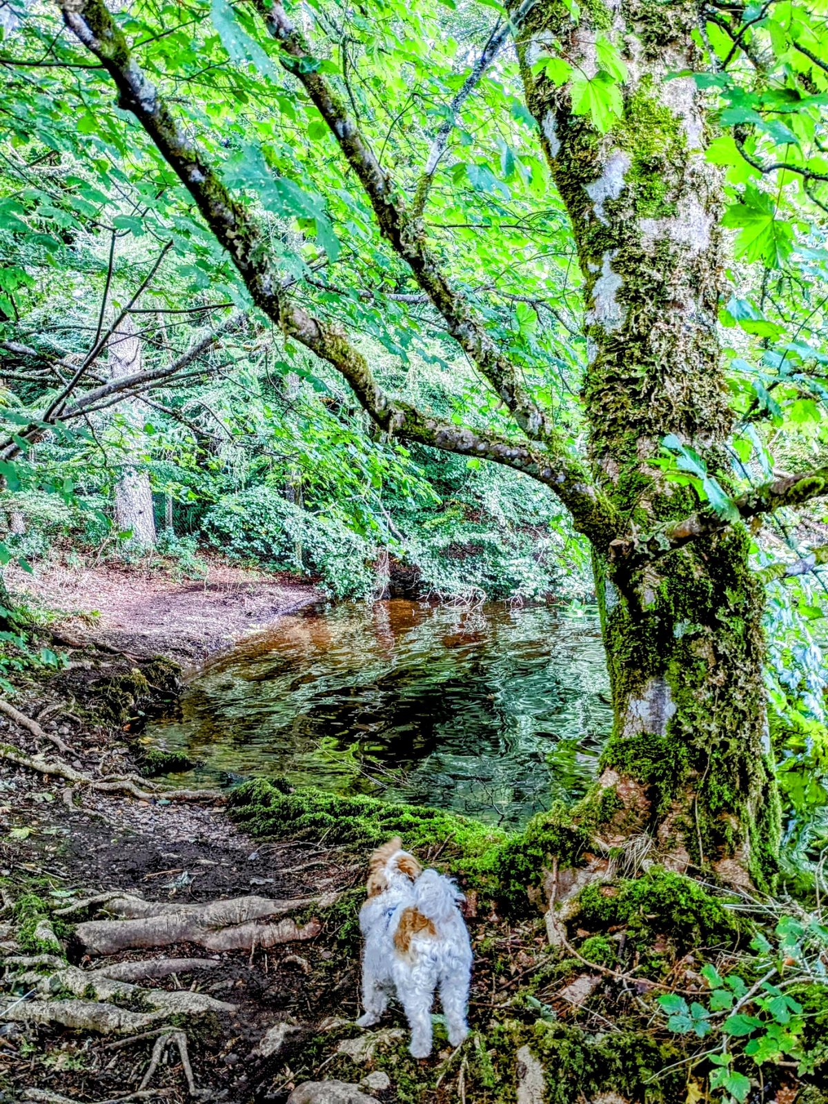 A wooded path down to the shore of Loch Oich